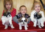 UKC Family Raised Shih Tzu Puppies