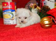 Registered Male And Female Maltese Puppies For Sale.